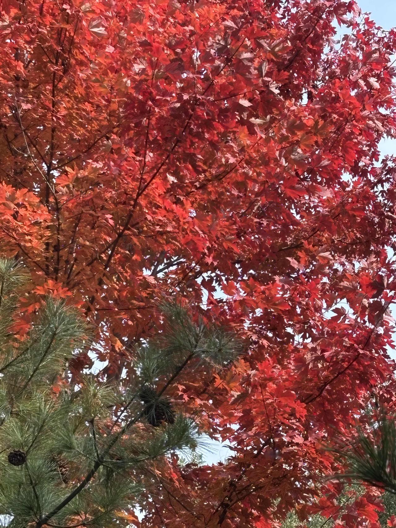 最美景色
总在红绿相间处