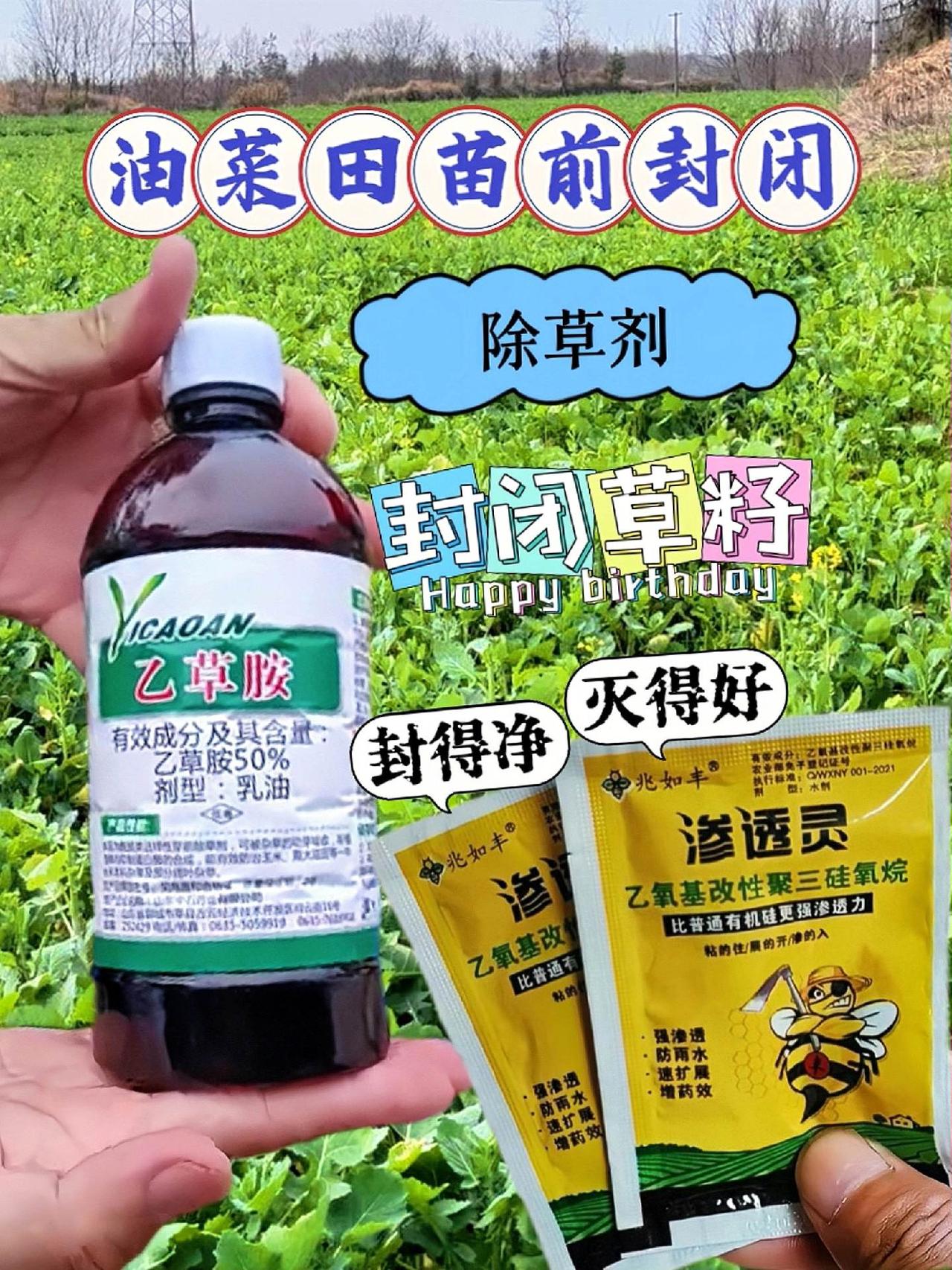 🎉油菜种植季，丰收新选择！🎉
朋友们，又到了种植油菜的美好时节。今年我邂逅了