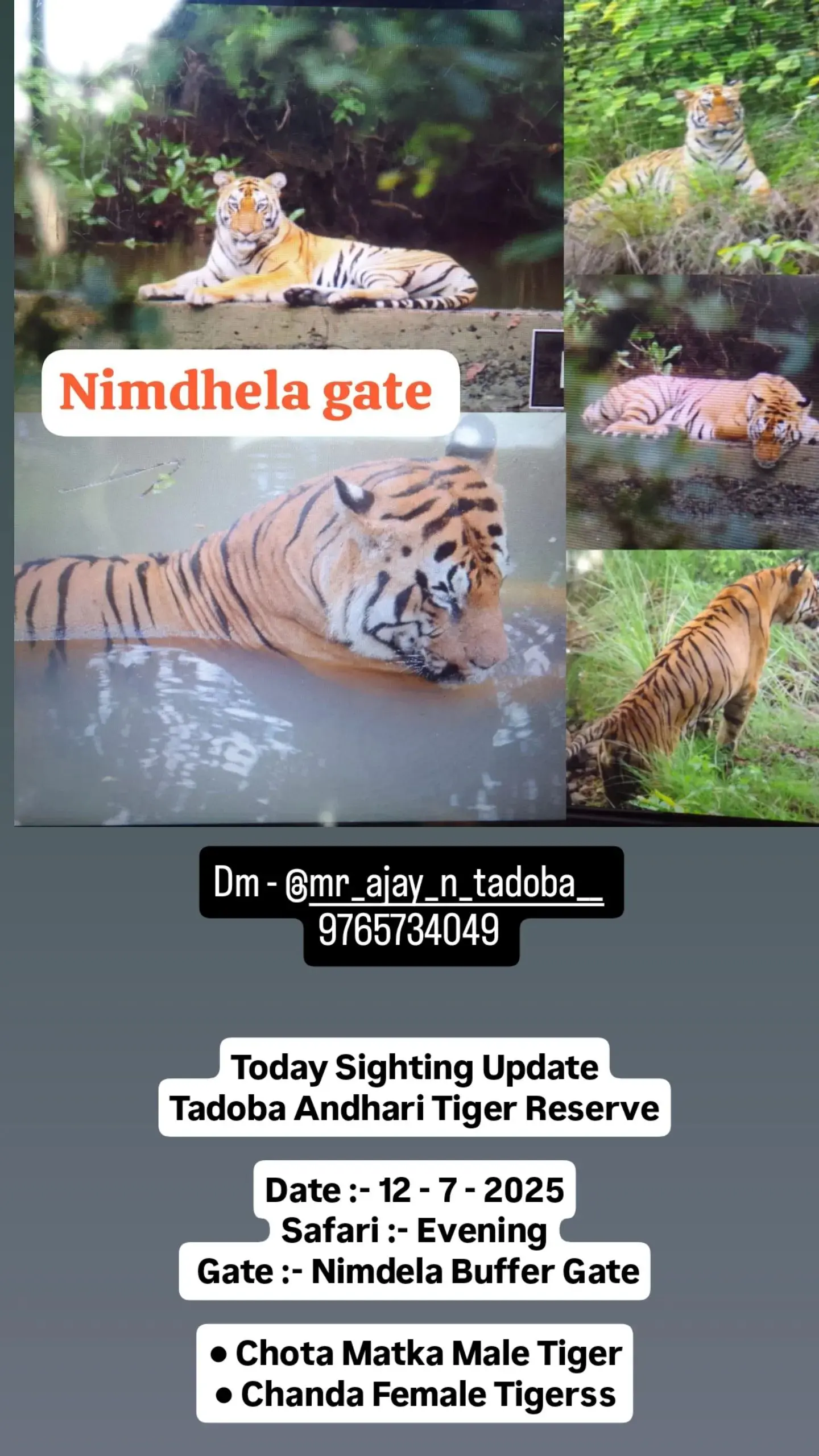 【塔多巴】雄虎t126“小马塔卡”(Chota Matka)最近动态。...