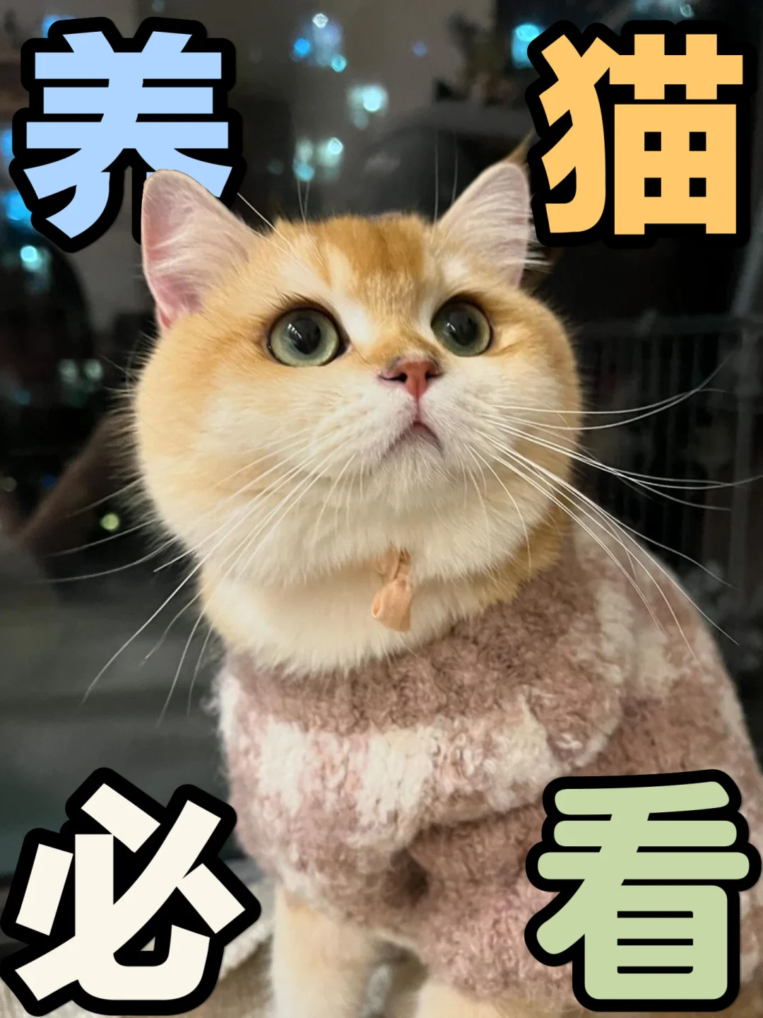 新手养猫🙌🏻你不得不看的知识点‼️