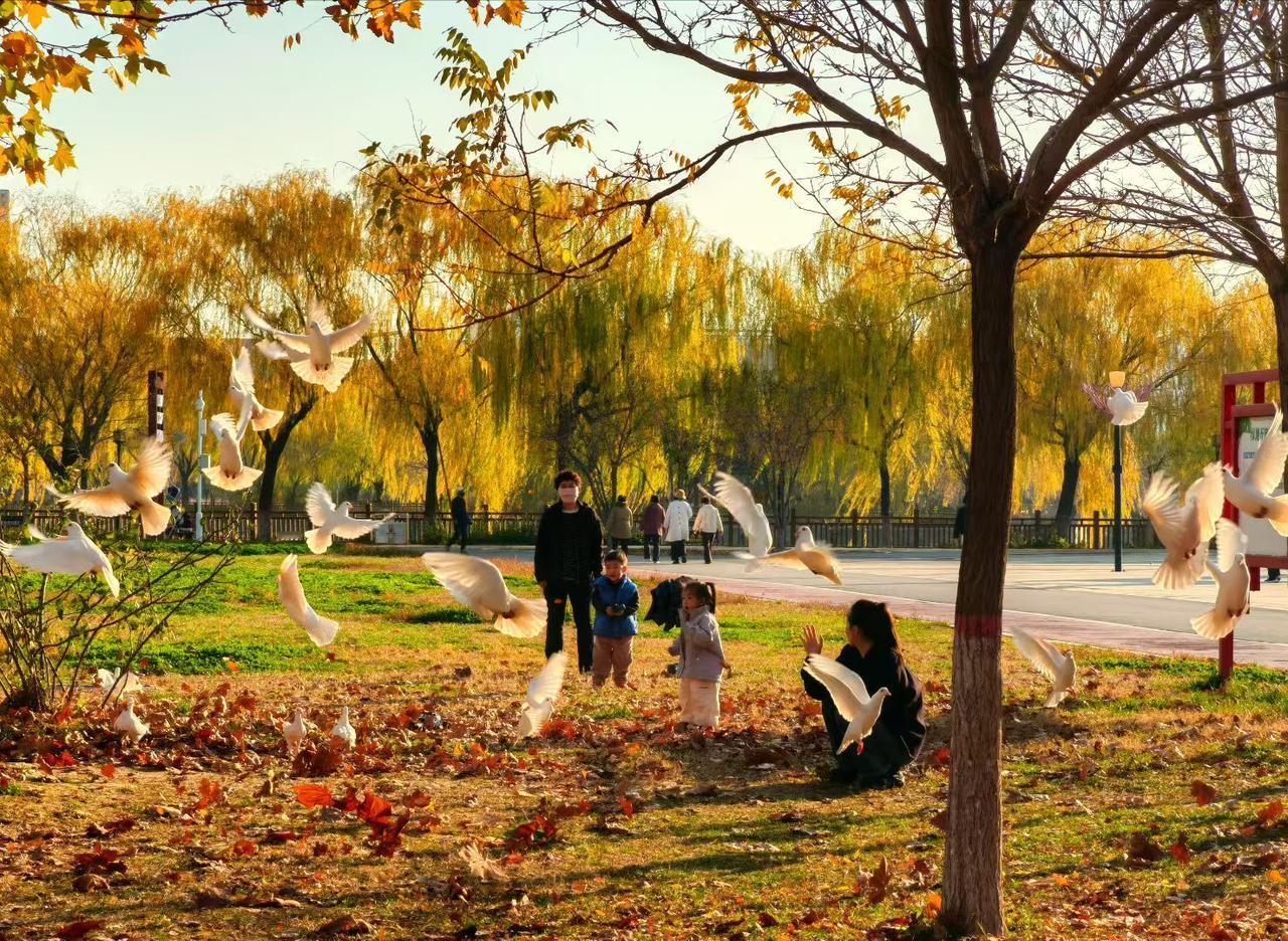 冬日生活打卡季秋光裹着暖黄的风，柳叶把天染成温柔的底色。落叶刚在草地上铺好软毯，