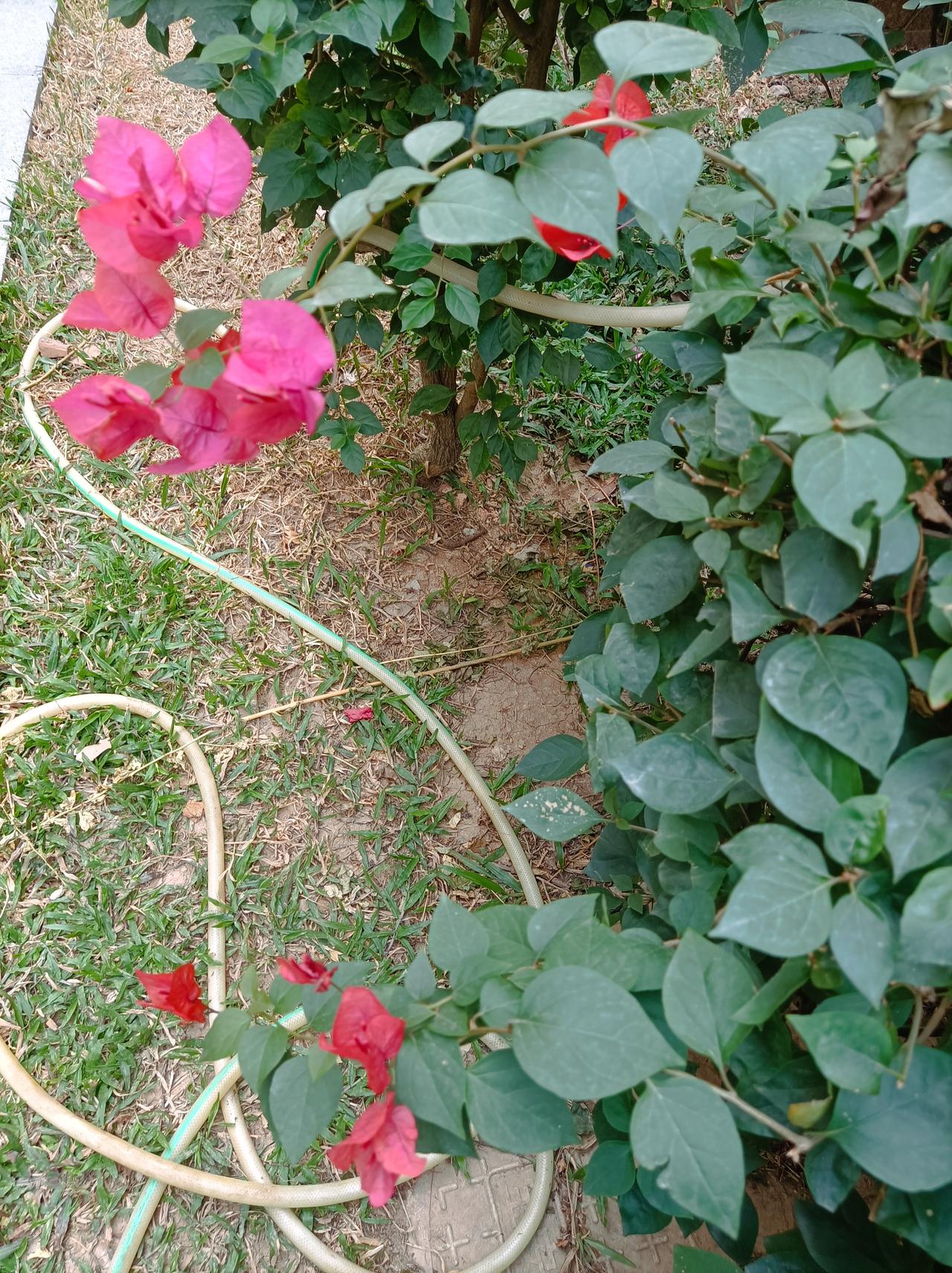 分享你手机中的花花草草深圳冬天气候暖和，小区公园里的三角梅花都开了，好好看！[赞