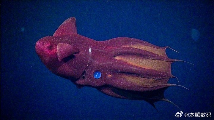 2026年1月17日，世界上第一个保护国际水域海洋生物的全球性条约正式生效——也