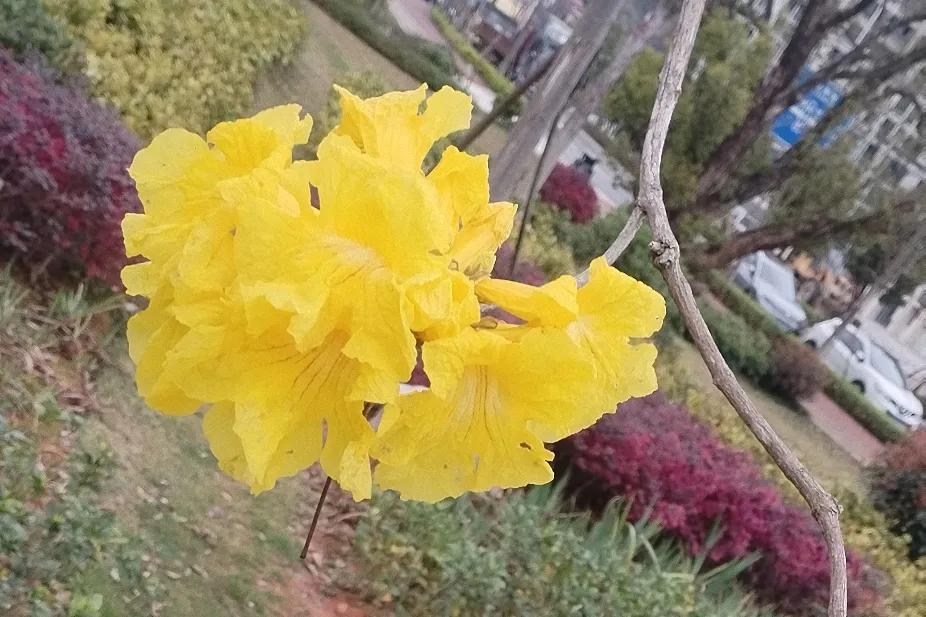 今天下午，在读高二的儿子学校组织搞志愿者活动，这个可能是学校提高孩子社会实践活动