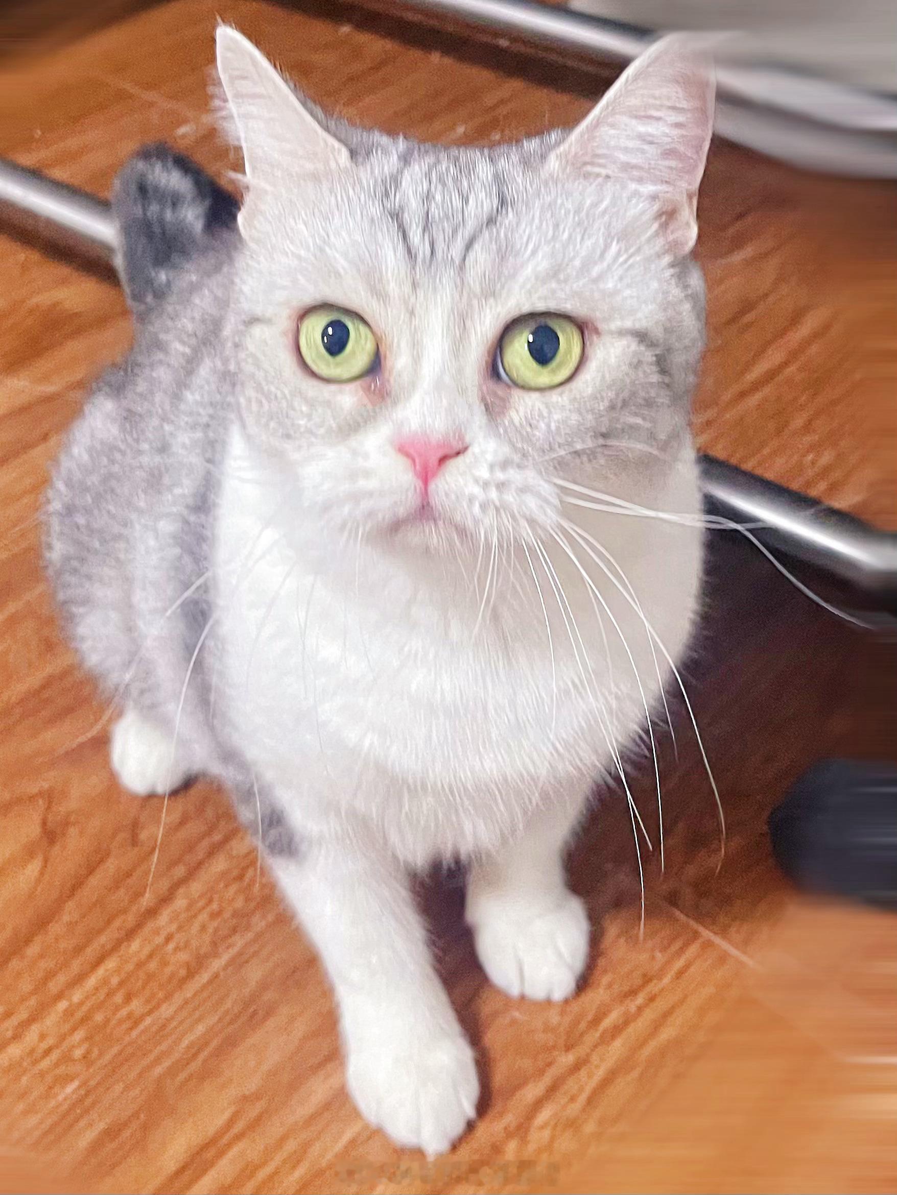 二妮📸让这只小猫咪看镜头可真是不容易呢！日常吸猫