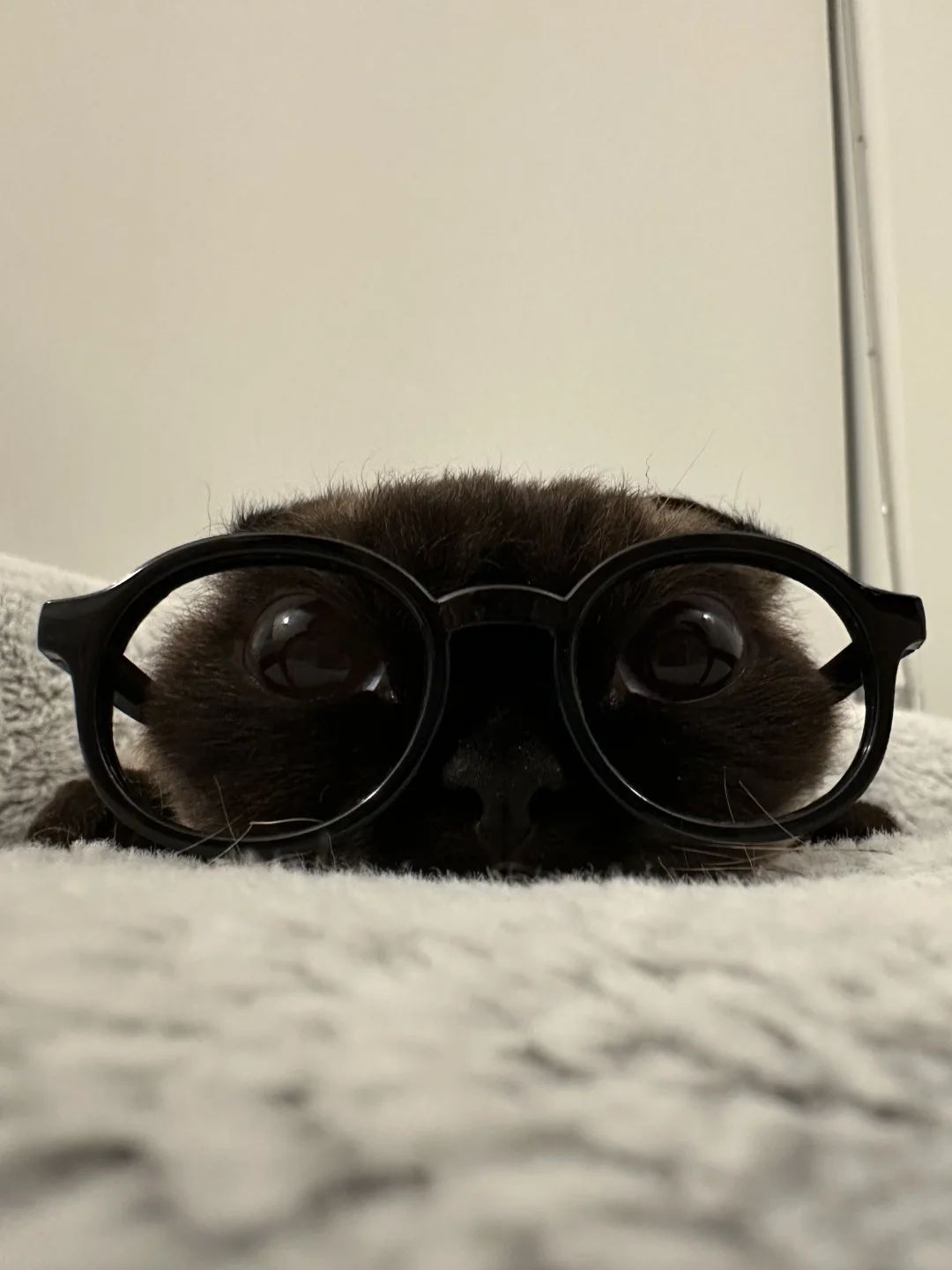 扁头猫今天戴黑框眼镜🖤