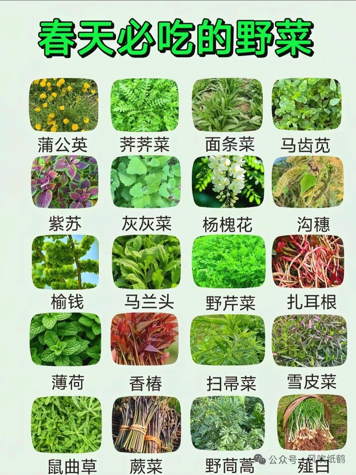 春日生活打卡季春天必吃的野菜，你吃了吗