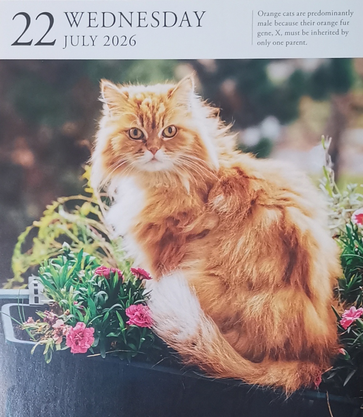 猫宁。今日多帅强弟。一日二猫，洋猫中猫，都是小黄。