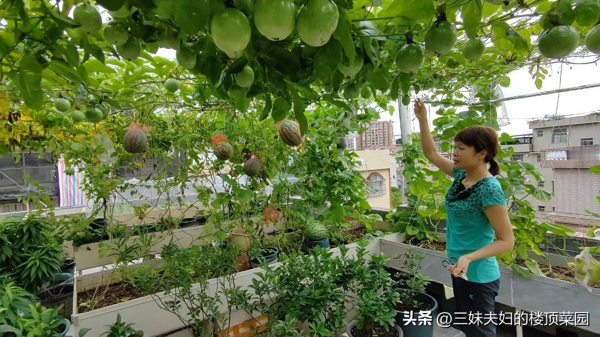 #青菜不打农药怎么防虫#自己种蔬菜，就是想吃点无农药无化肥的蔬菜，我们在楼顶种菜