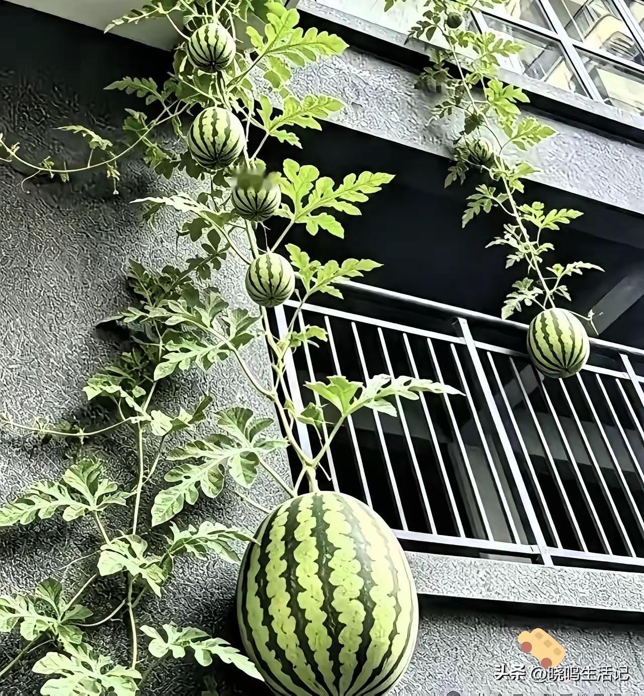 没见过这么能结果的西瓜[呲牙]