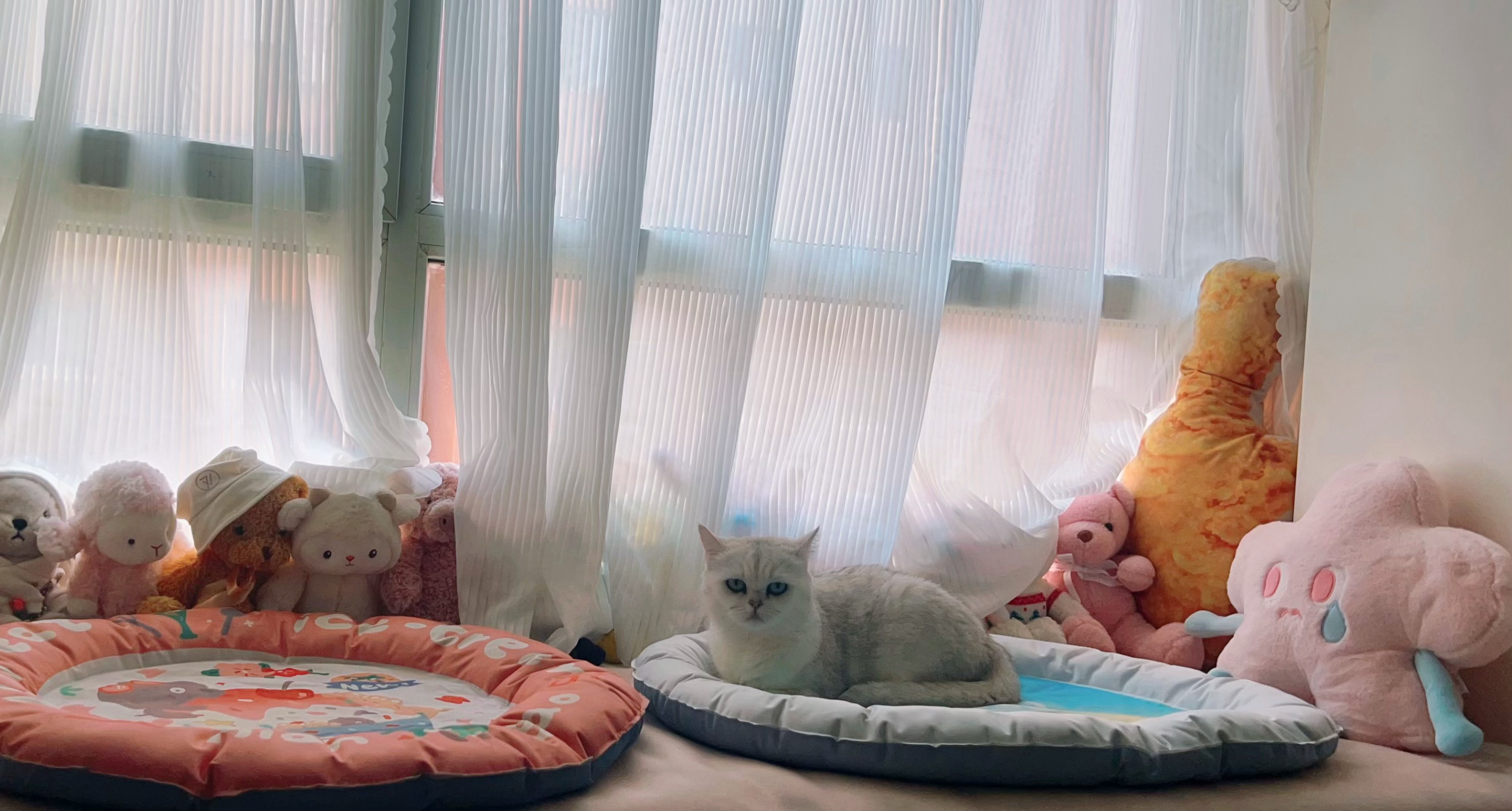 夏天   日常吸猫
