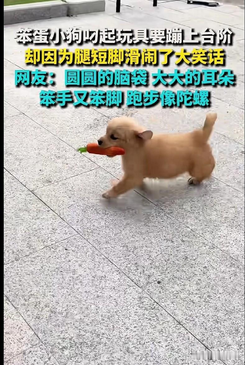 家人们快来看这只“笨蛋修狗”！叼着玩具想蹦上台阶，结果因为腿短脚滑，差点来了个“