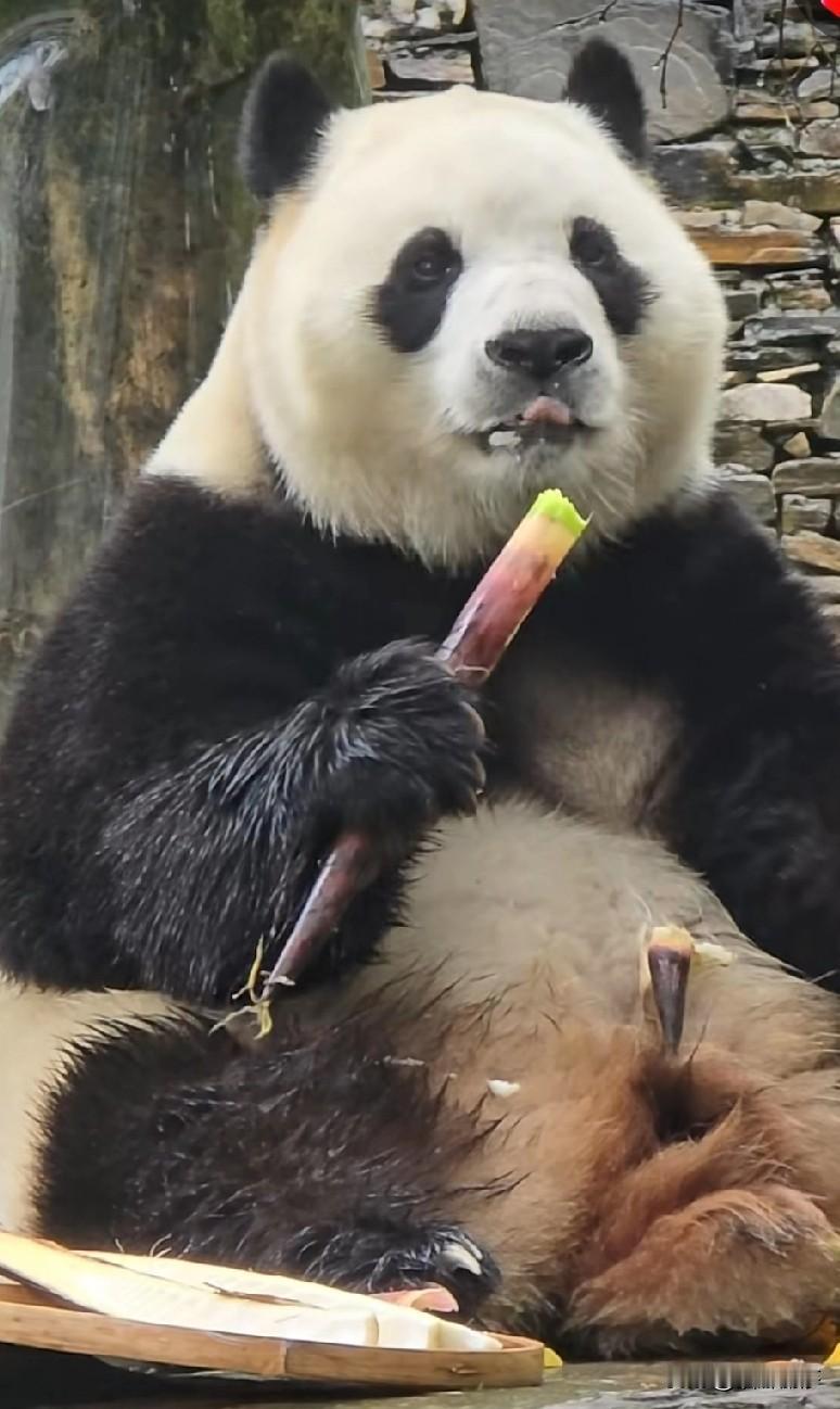 微微一笑也倾城福宝福公主这个小吃货吃笋笋吃笑了
看她吃笋笋美的用小舌头舔着嘴唇意