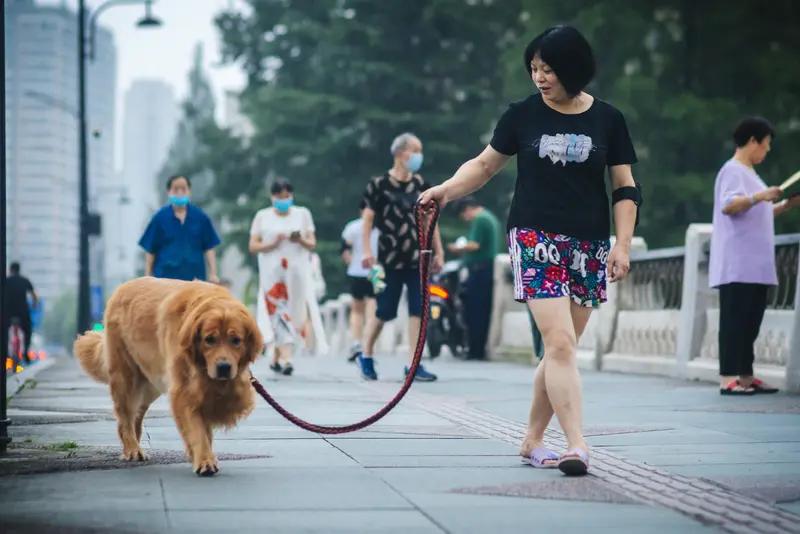 必须支持严惩不牵绳遛狗的主人！看看那些案例，危害可不小。有父子等电梯，被没拴绳的