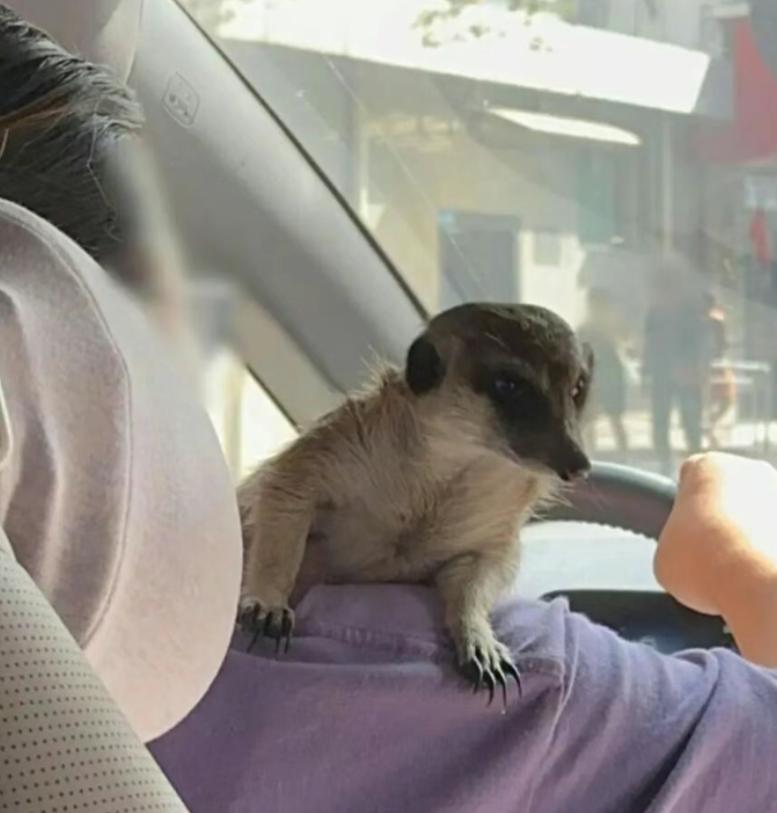 “必须严惩！”上海，一女子打网约车，见司机肩膀上蹲着一只野生动物狐獴，没一会，狐