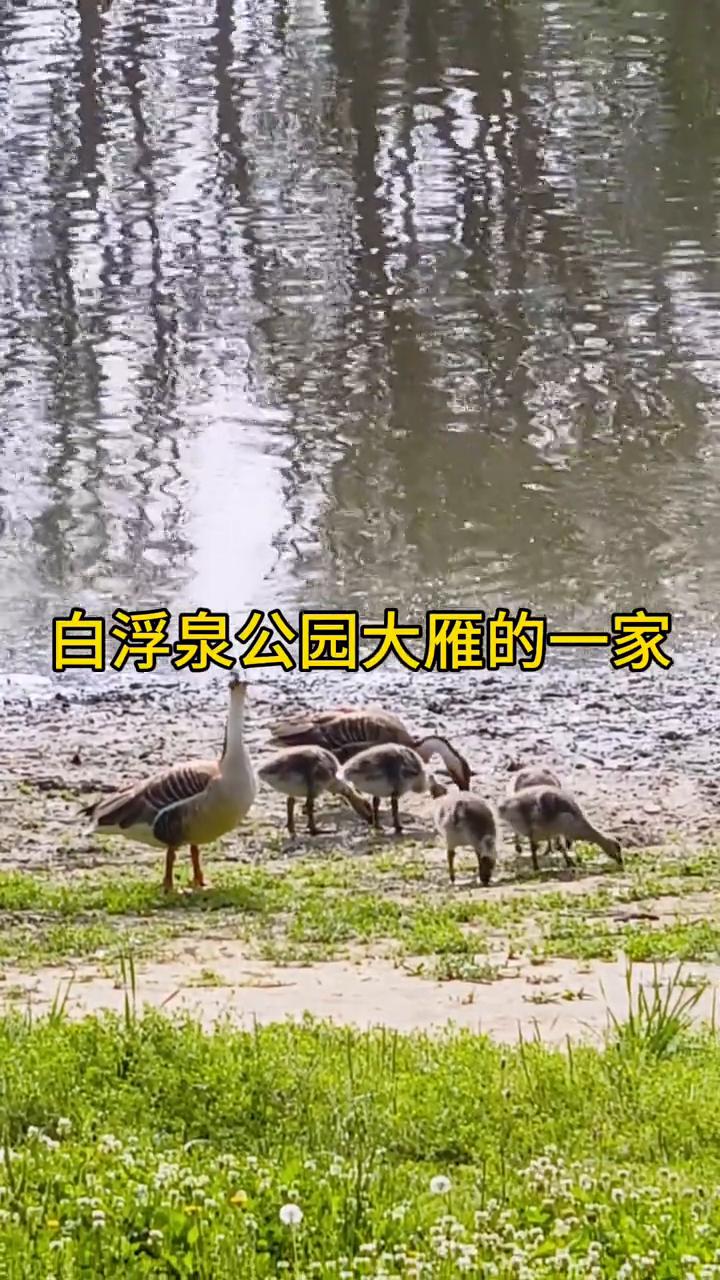 白浮泉公园大雁的一家。