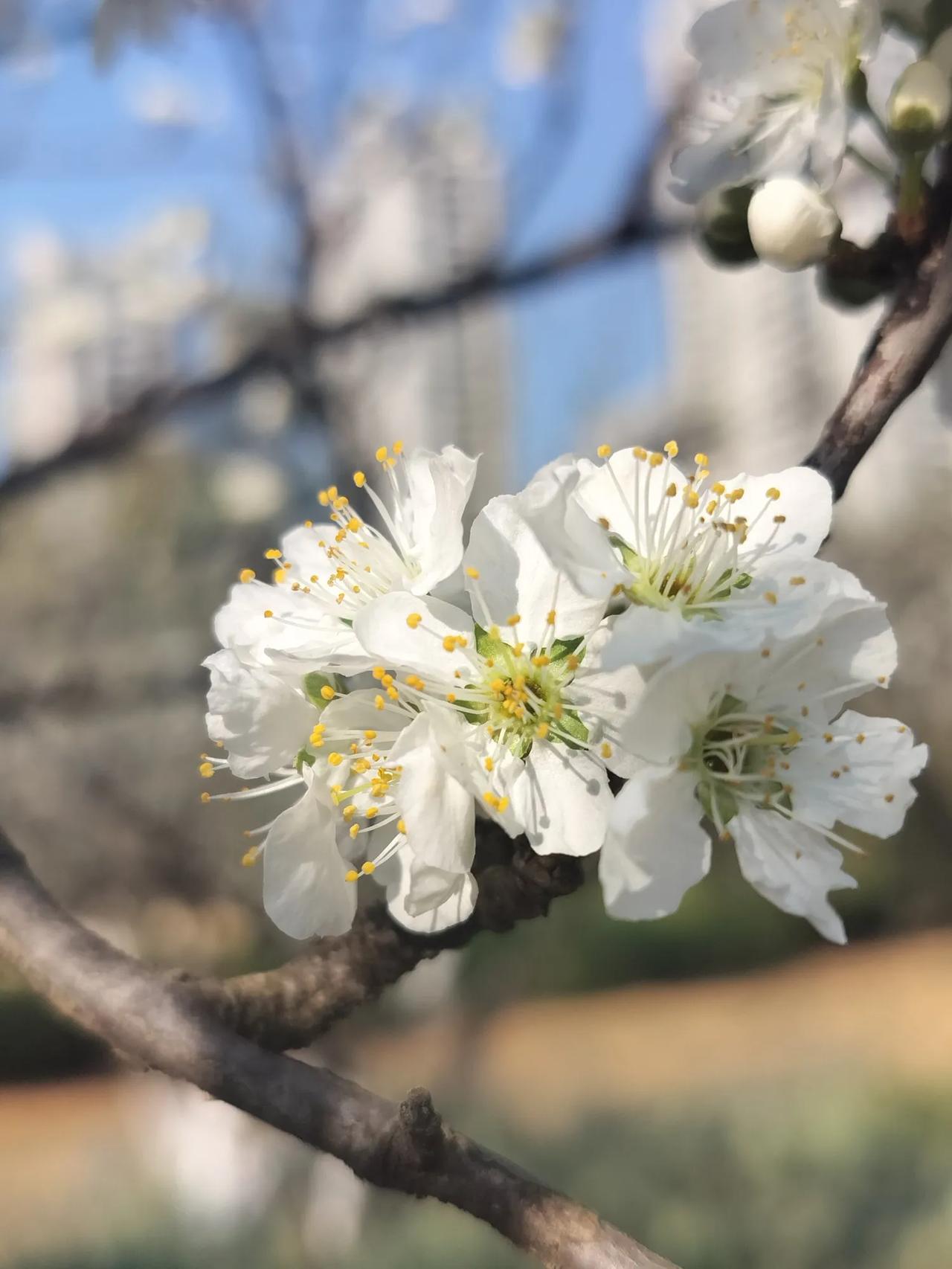 樱桃花在春天总是最早开放的，所谓：三月赏花，四月食果。过不了多久，又是一个樱桃大