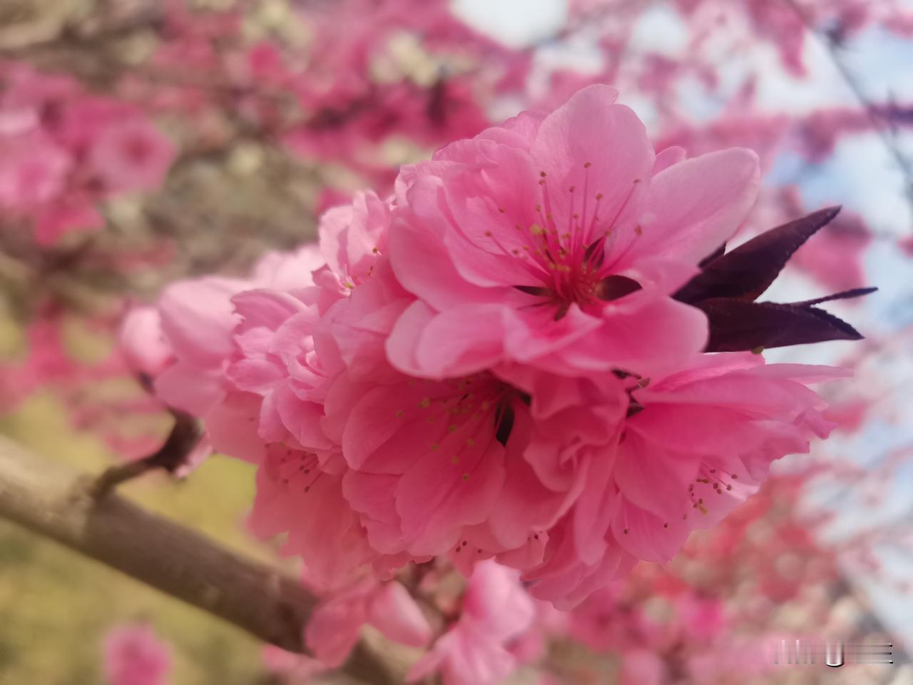 鹧鸪天

陌上花开蝶舞翩，相逢信是有前缘。
逢时才觉相逢好，别后方知再见难。
思