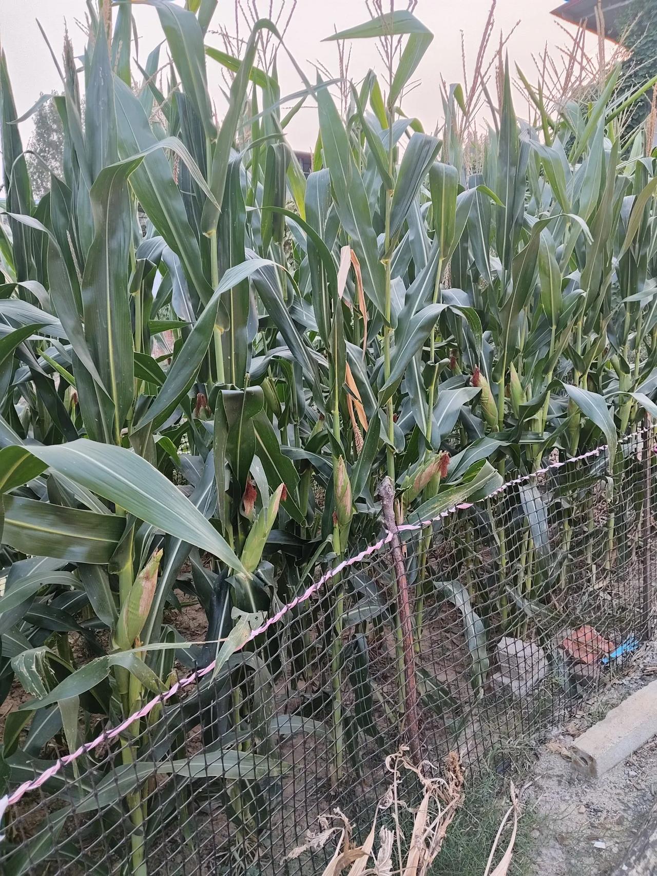 这是7月18号种的玉米，已经结大棒了，长得也比较好，白夜温差大，先熟籽，后熟棵和