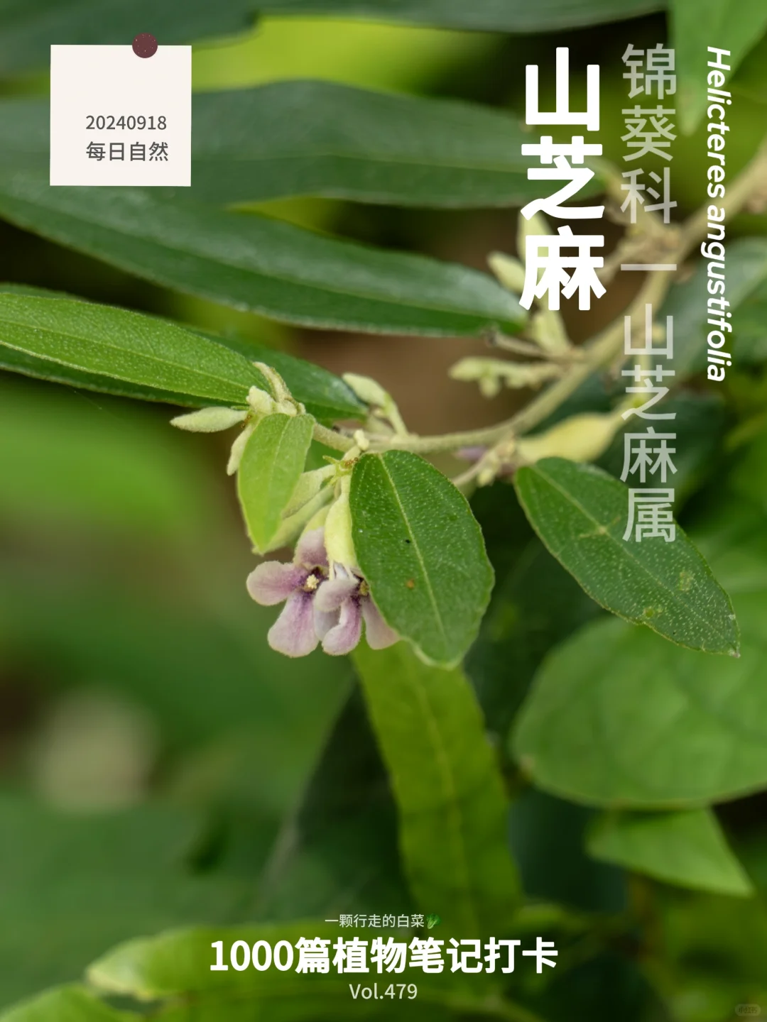 植物笔记479 | 山芝麻开花，接→