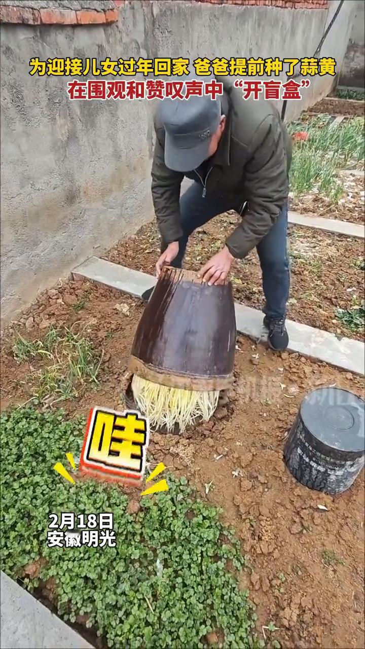 为迎接儿女过年回家，爸爸提前种了蒜黄，在围观和赞叹声中"开盲盒"。
新界原创采访