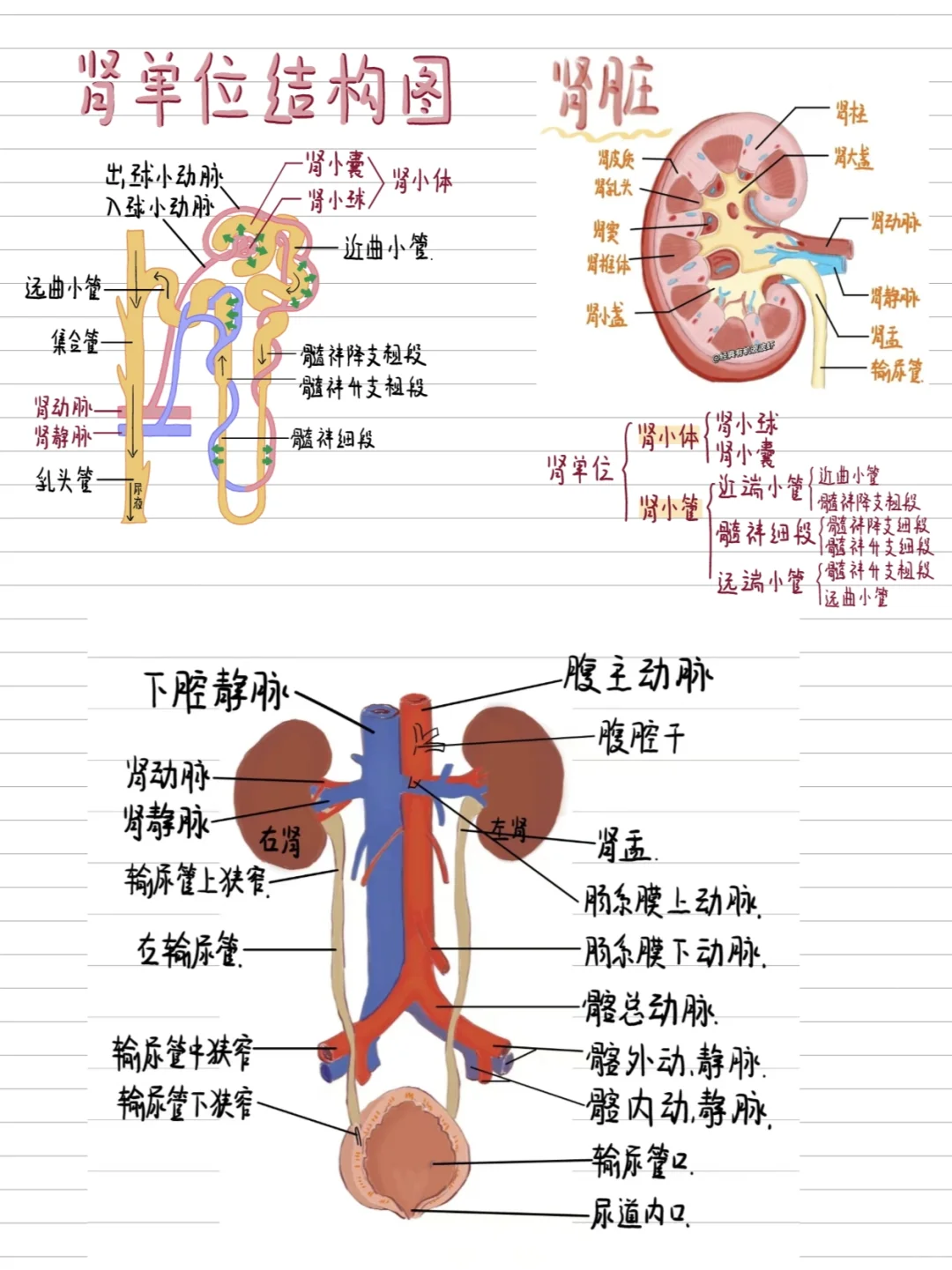 医学绘画-肾解剖合集