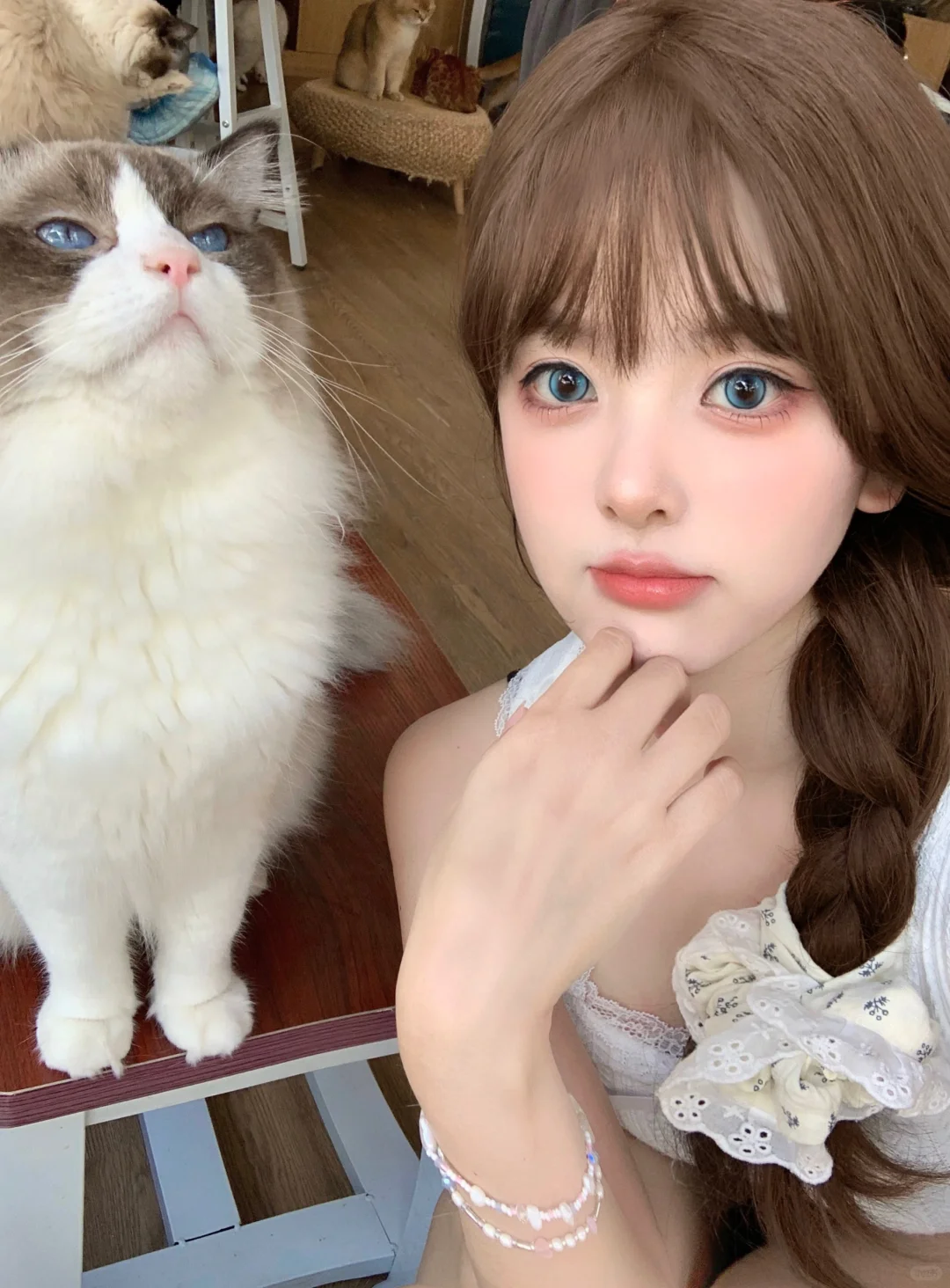 ₊˚🐈‧⸝⸝⸝•༝•⸝⸝⸝‧₊布偶猫猫