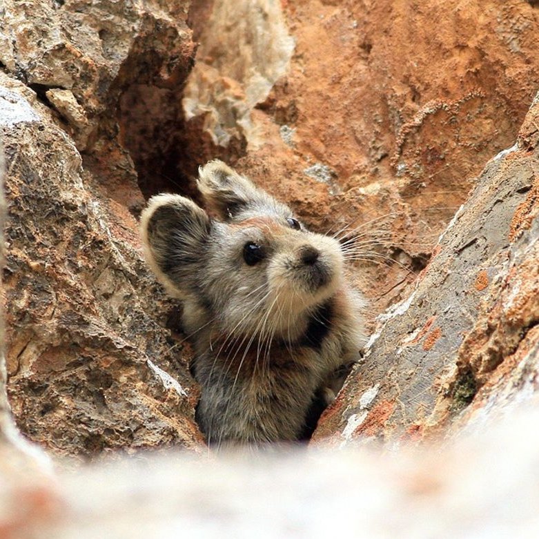 新疆的伊犁鼠兔（Ili pika）  鼠兔，英语pika，来自通古斯语piika