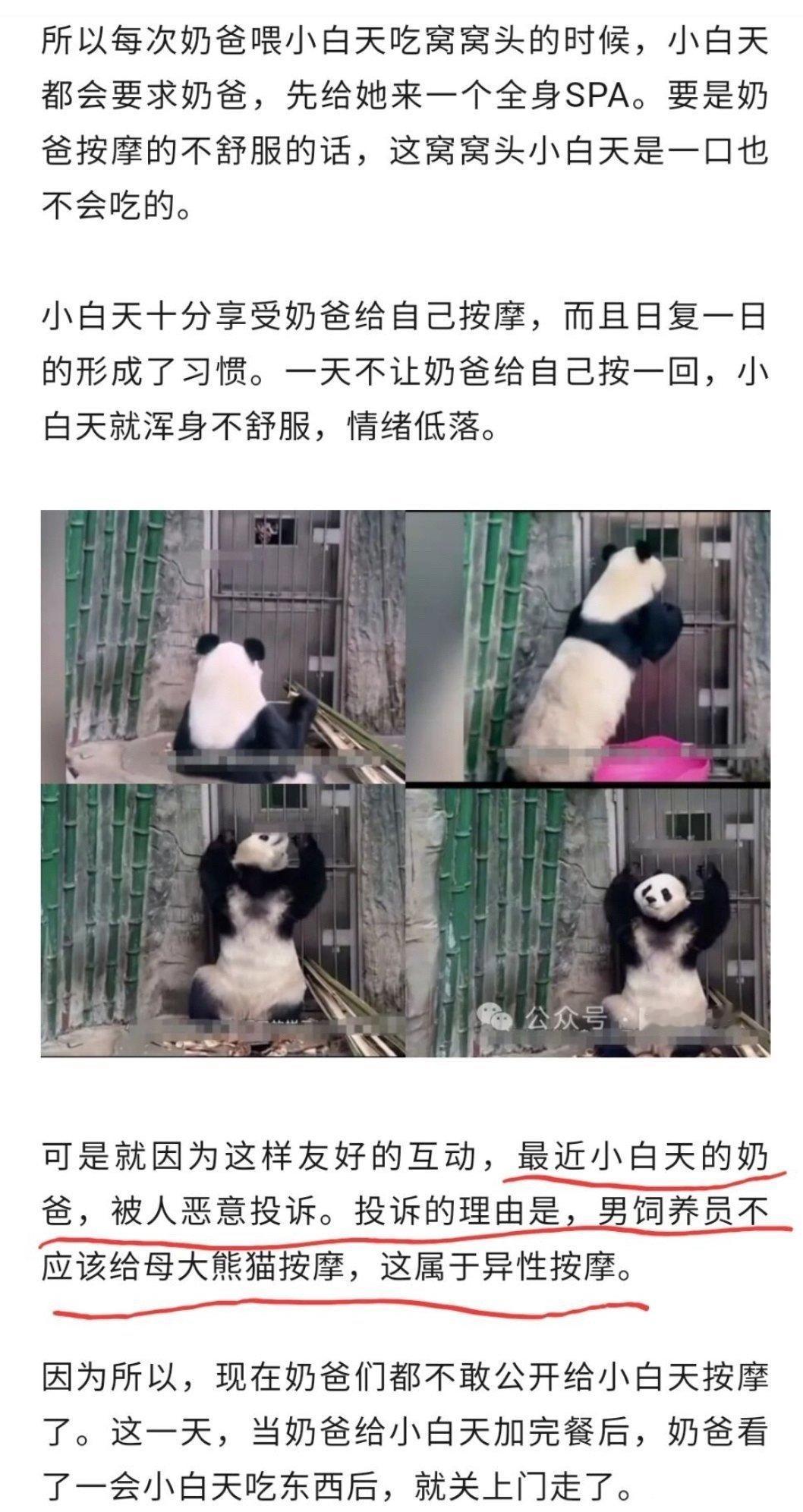 看沉默了，男饲养员给母熊猫按摩被投诉[允悲]癫婆的世界 ​ ​​​