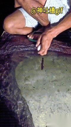 它以为吐出那口墨，是最后的伪装。
可它不知道，那团黑，恰恰成了最显眼的靶心。
刷