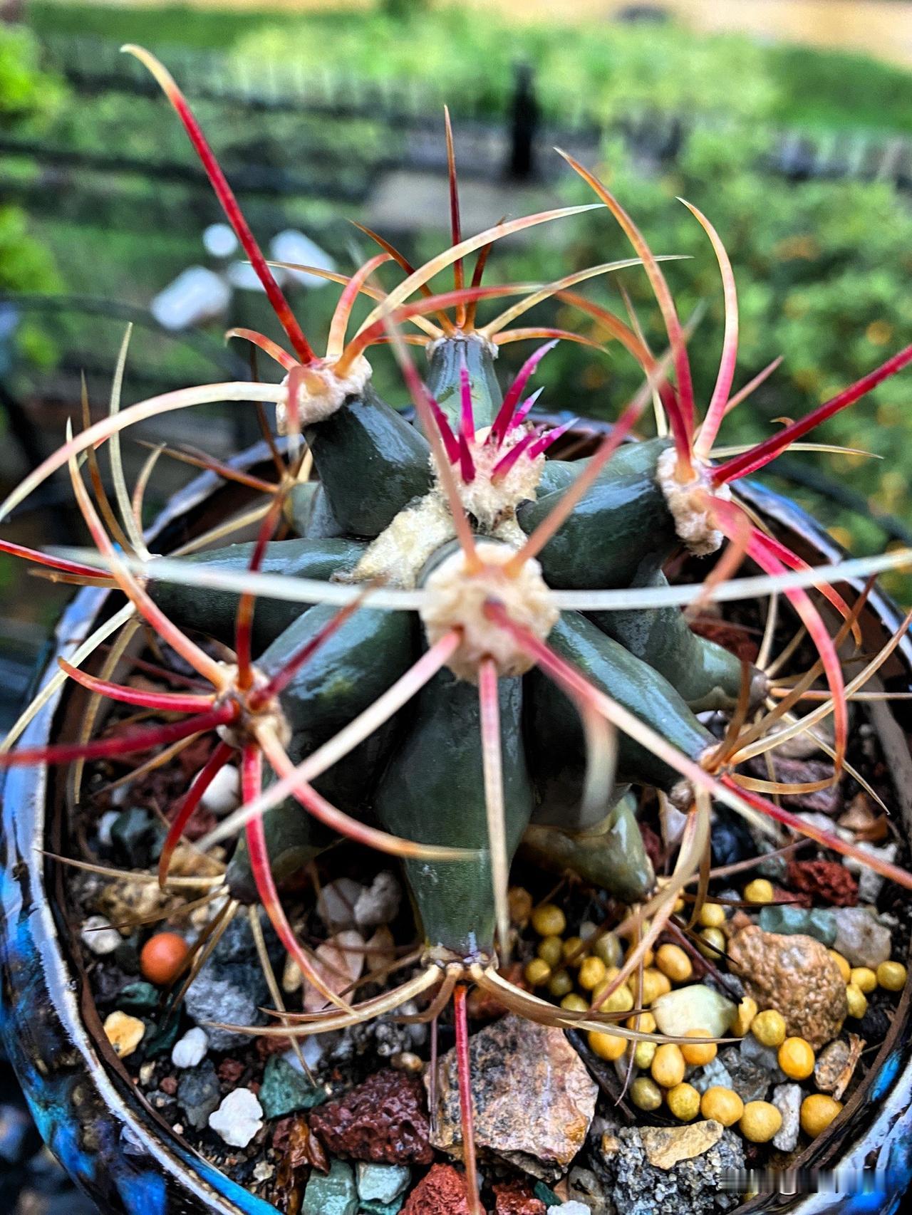 图1是神仙玉仙人球，彩色的狂刺比花还美，新长出的中刺更耐看。
图2是宵龙玉仙人球