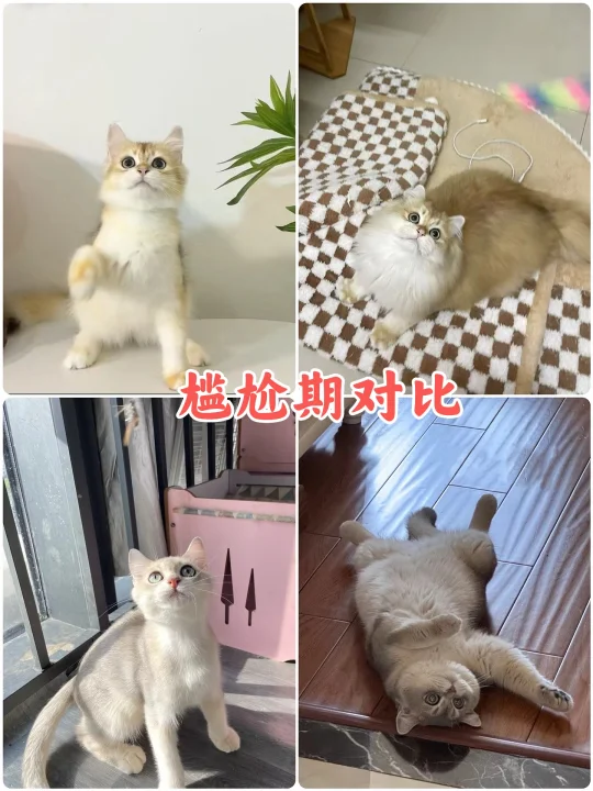 猫咪的尴尬期不要焦虑