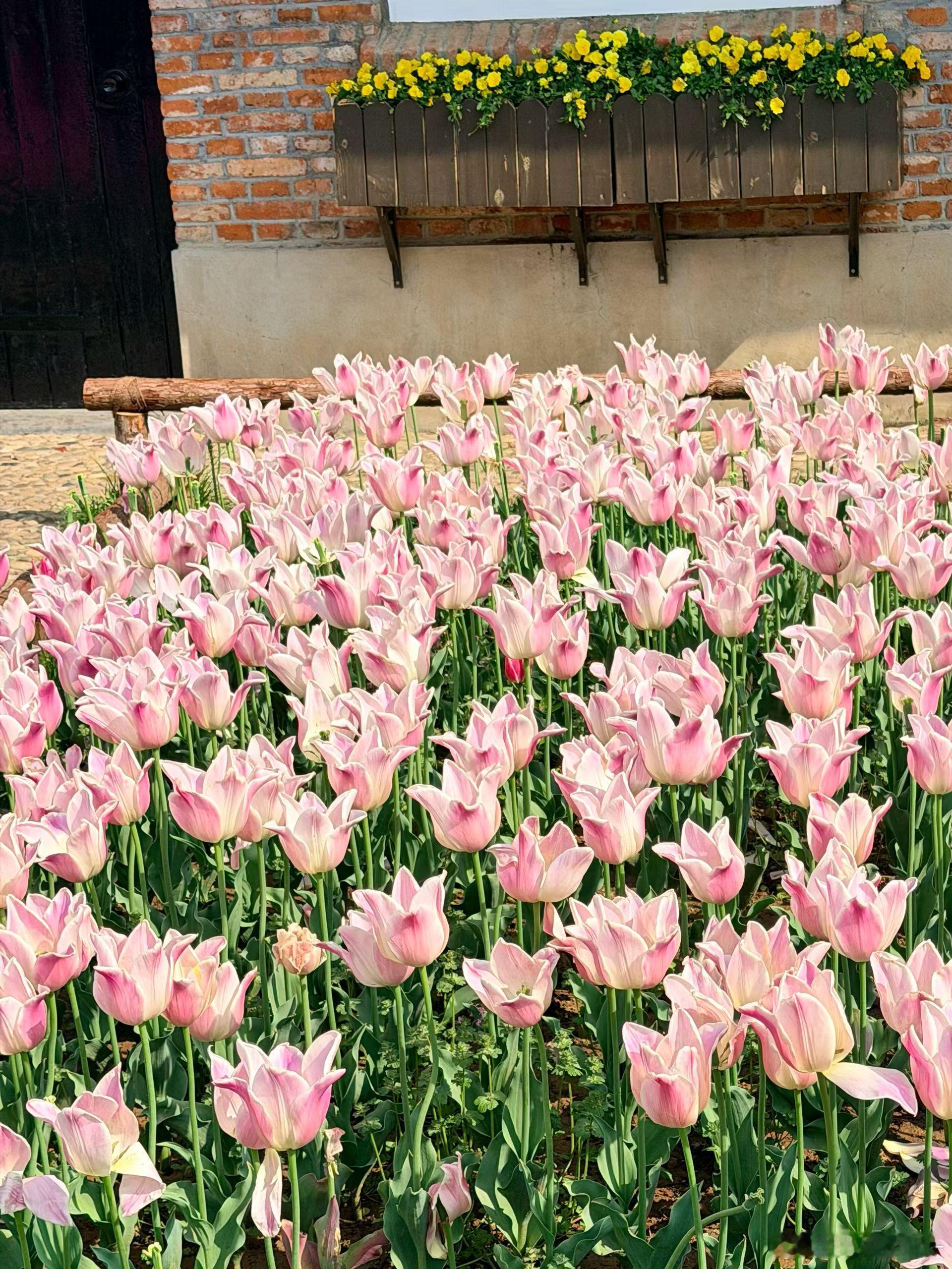 春天真的太适合带娃出门啦！带娃去看了郁金香，一整个被美晕～随手拍了好多照片，每一