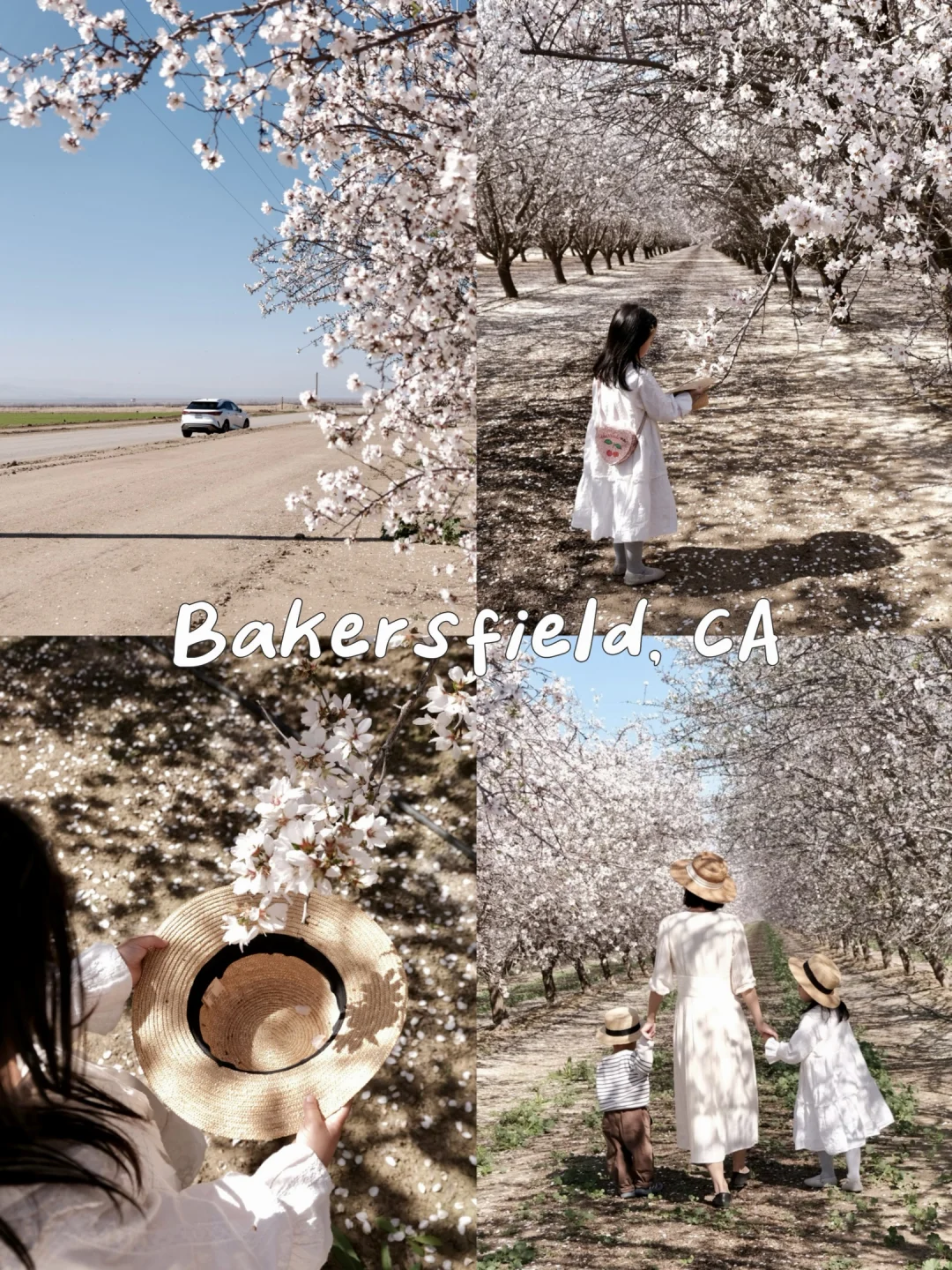 加州花海｜Bakersfield春日限定杏花林🌸