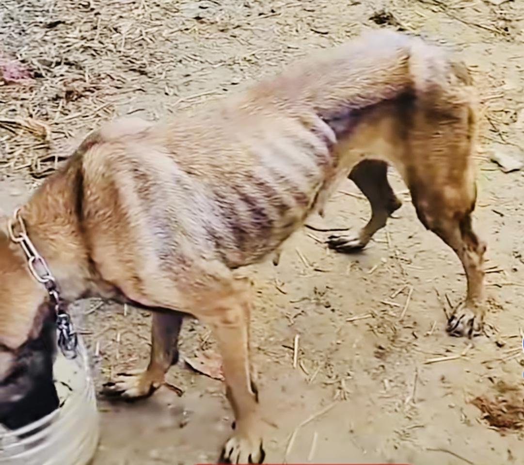 马犬被洪水冲走自行回家瘦成皮包骨马犬生命力顽强，被洪水冲走10天后又回到家，它的