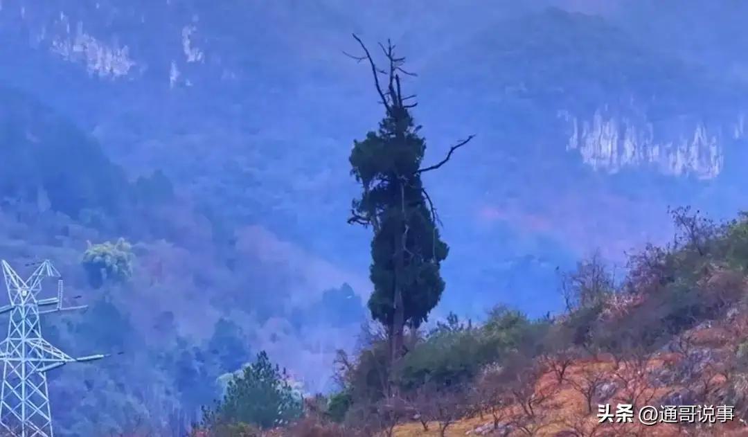 炸锅了！贵州遵义惊现“大圣树”，造型神似《大圣归来》，网友：齐天大圣下凡扎根了！