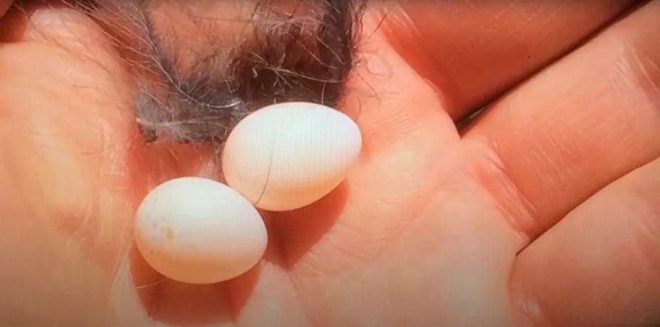 一名男子在地上发现一个翻复的鸟巢，清理的时候发现有2颗小小的蛋没有破损，他认为这