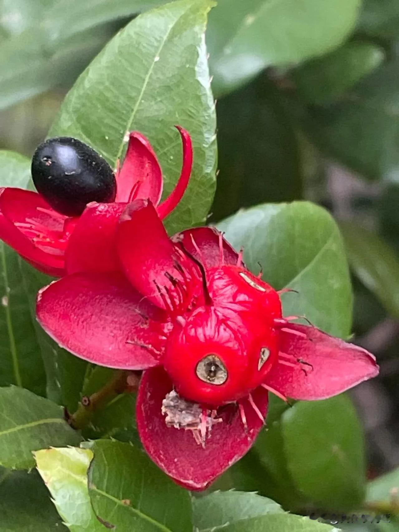 果實在成熟轉為黑色後狀似米
老鼠的頭部,故得名
由於其葉片和桂葉很像,黃色的花朵