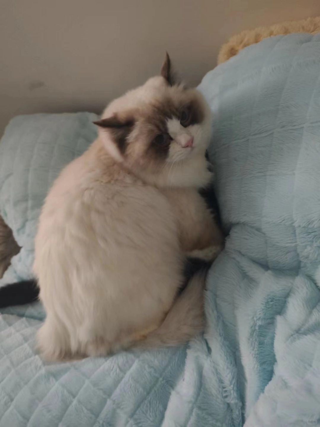 干坏事被抓包的小猪喵