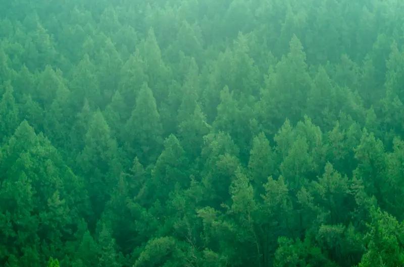 晨雾流银漫过山脊，乳白银纱下，青灰松林浸在柔光里，枝桠与雾霭的缠绕都裹着朦胧的软