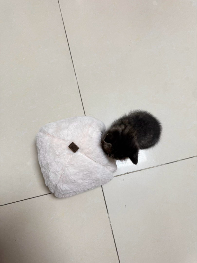 猫窝尺寸买小了 ​​​
