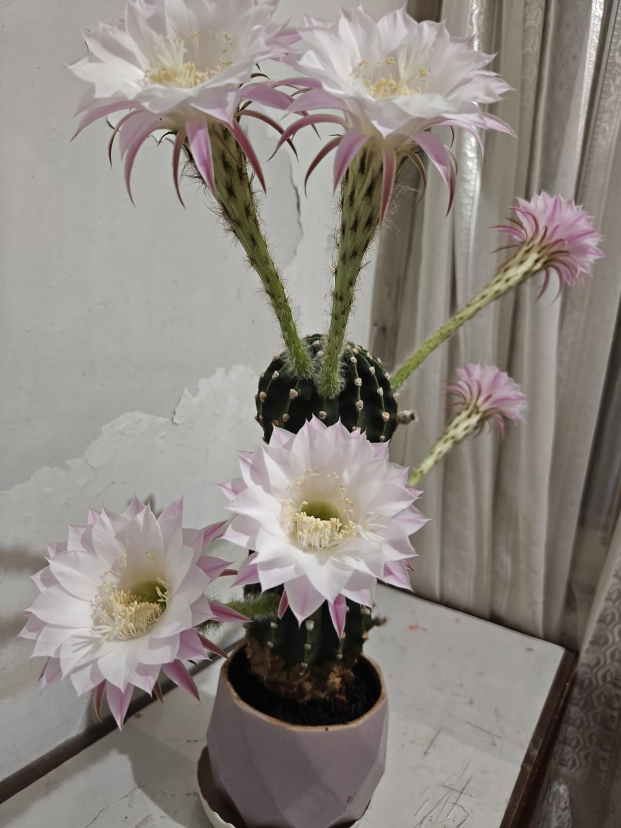@豆包 帮我点评，拍照是为了记录美好的时光，美好的瞬间，美好的景色，留下美好的回