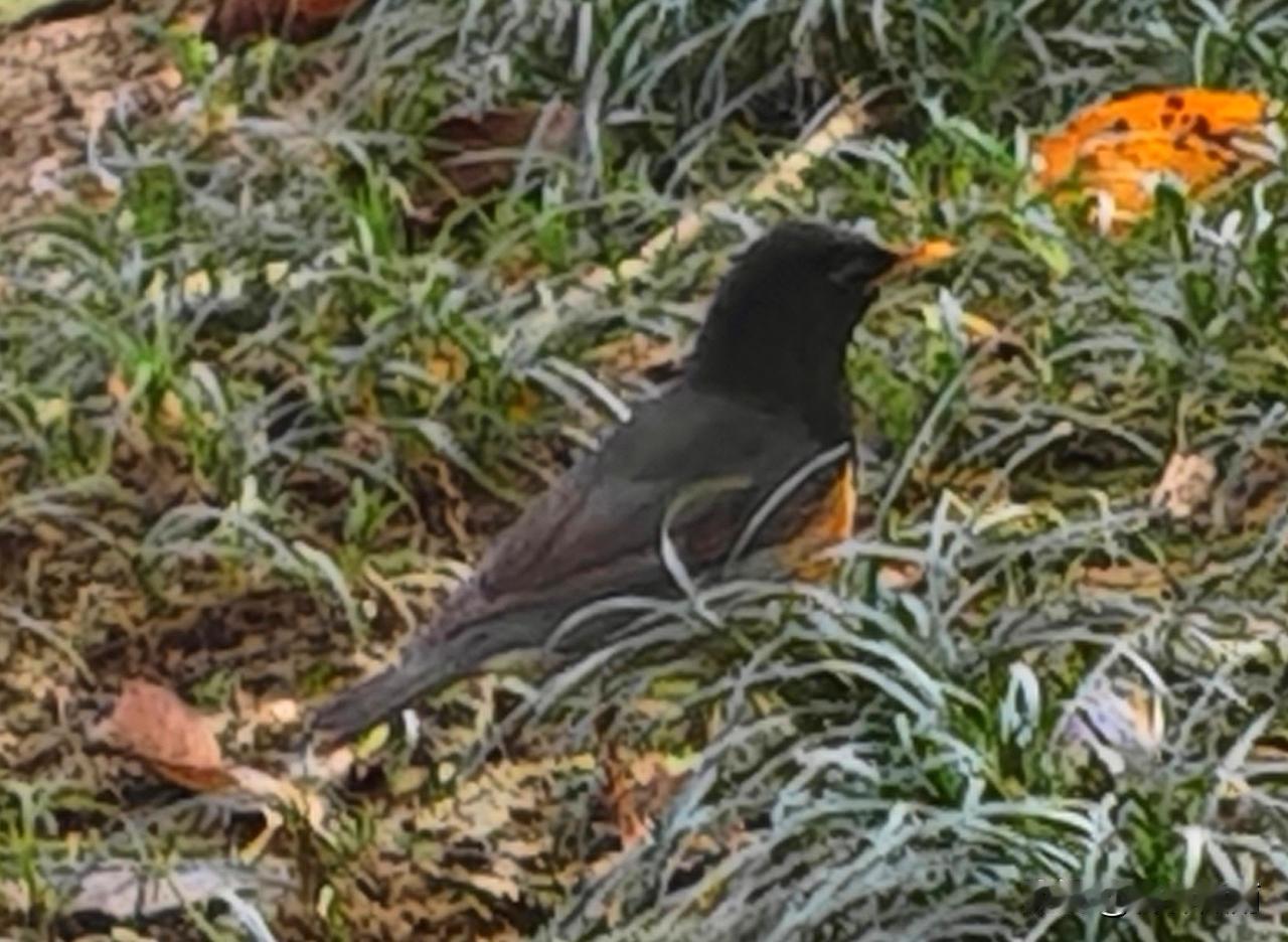 今天上午我在小区里散步，忽然看见前面有一只不知名的小鸟在草地上，跳来跳去。我感到