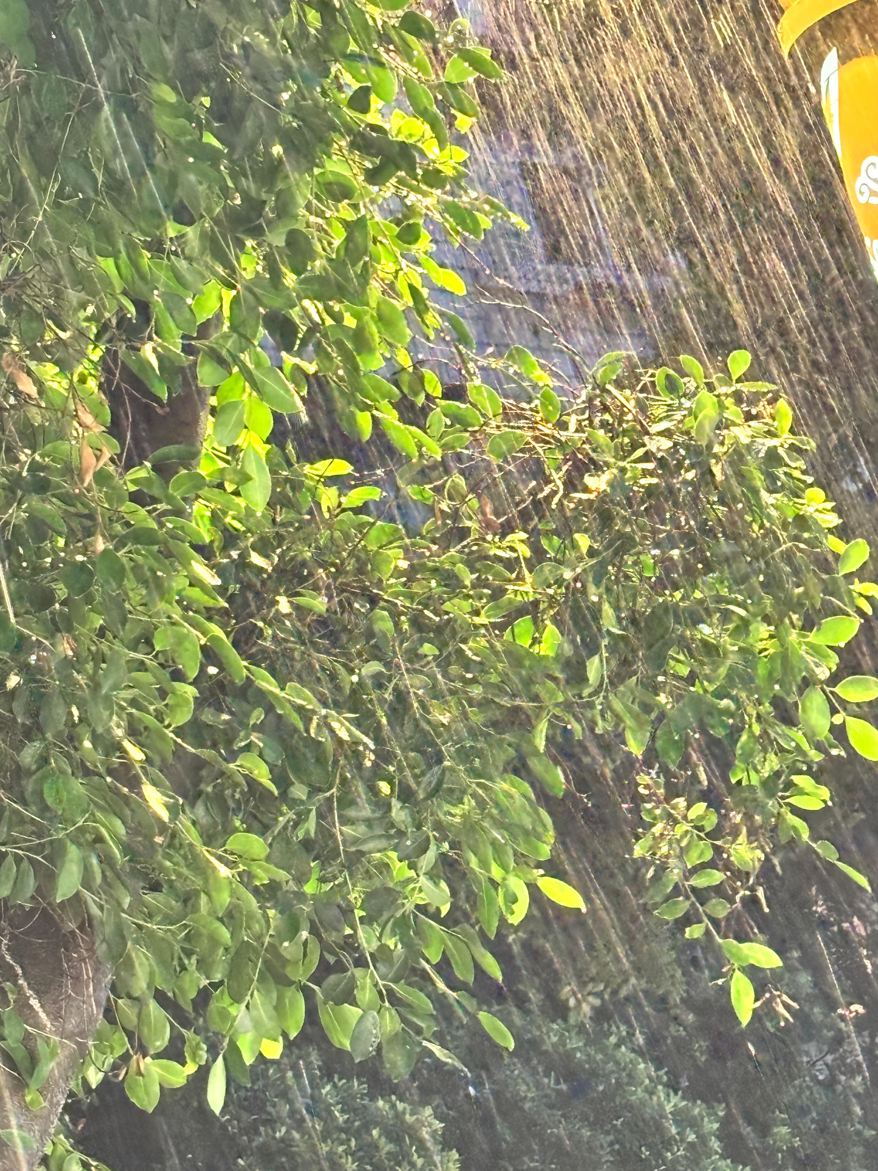 雨越下越大 