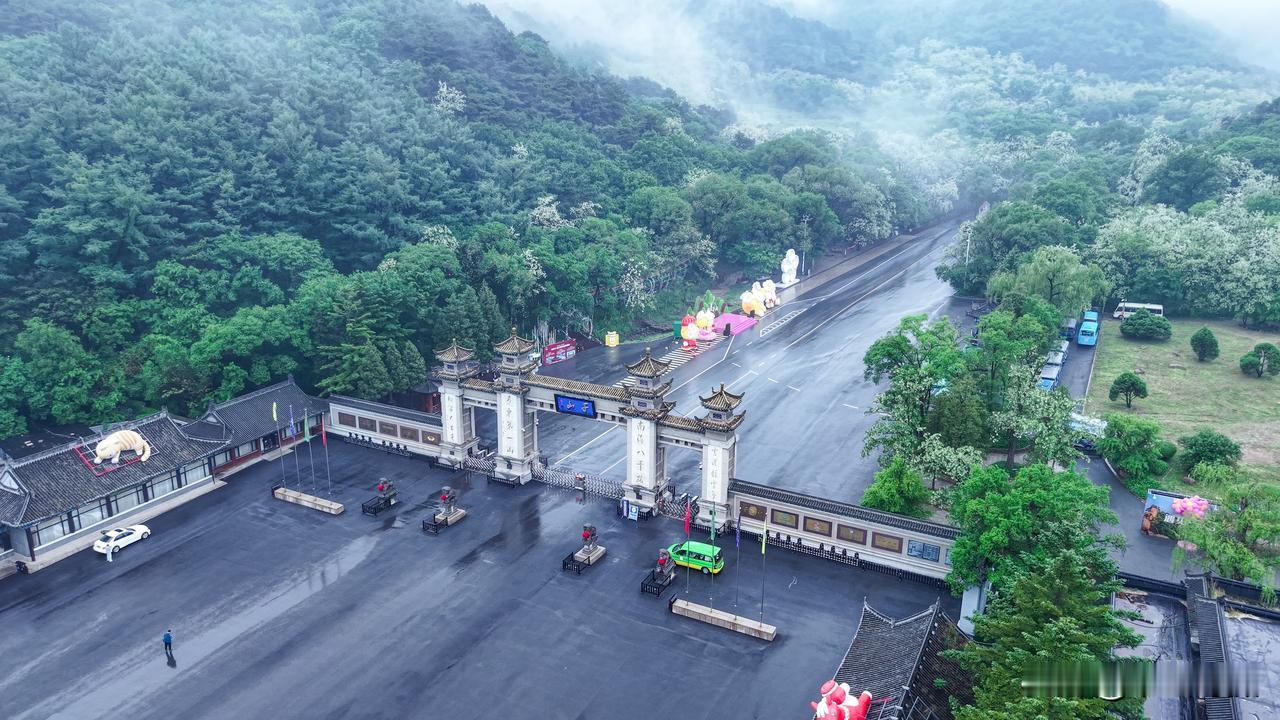 槐花盛开时节遇上千山烟雨，云雾缭绕，人间仙境。盛开的槐花树 春槐花 都来摘槐花吧