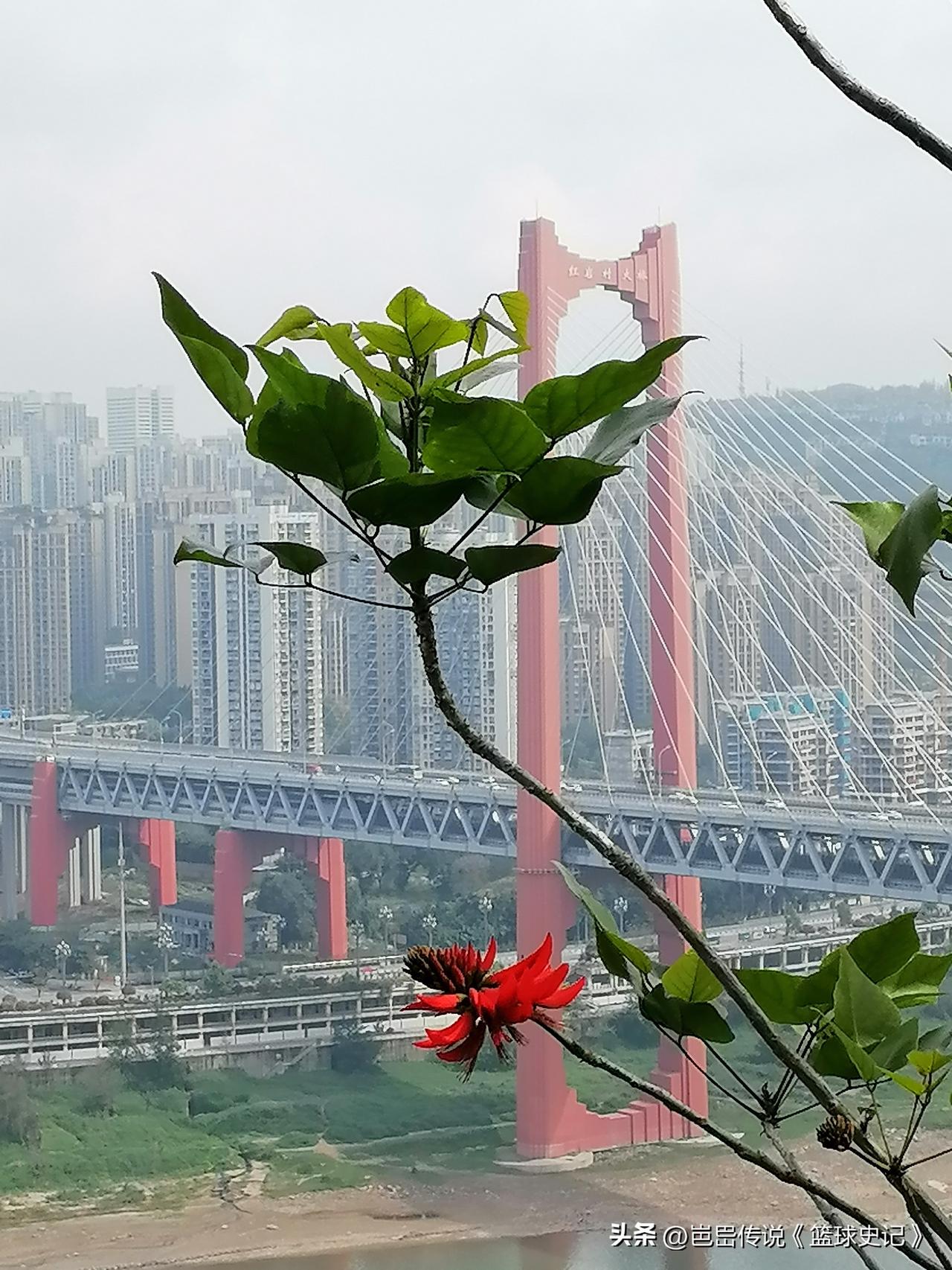 分享一张你相册的拍的花