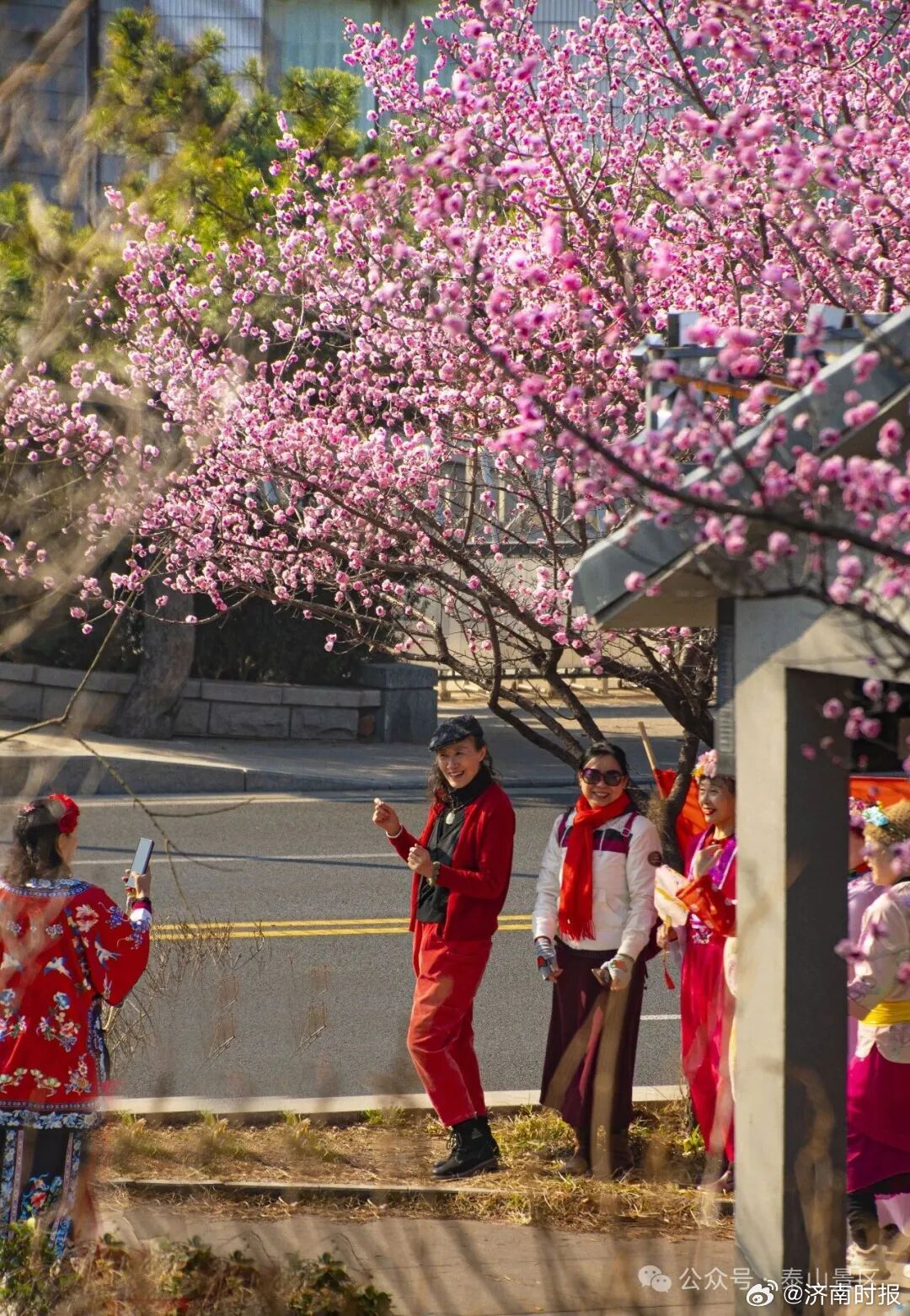 【#泰山的梅花开了#】春临岱宗，梅开枝头。仲春时节，泰山脚下梅园迎来最佳观赏期，
