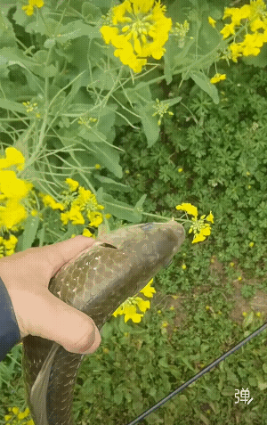 绝对是野的，这皮毛真漂亮，油菜花开 大板鲫来！！