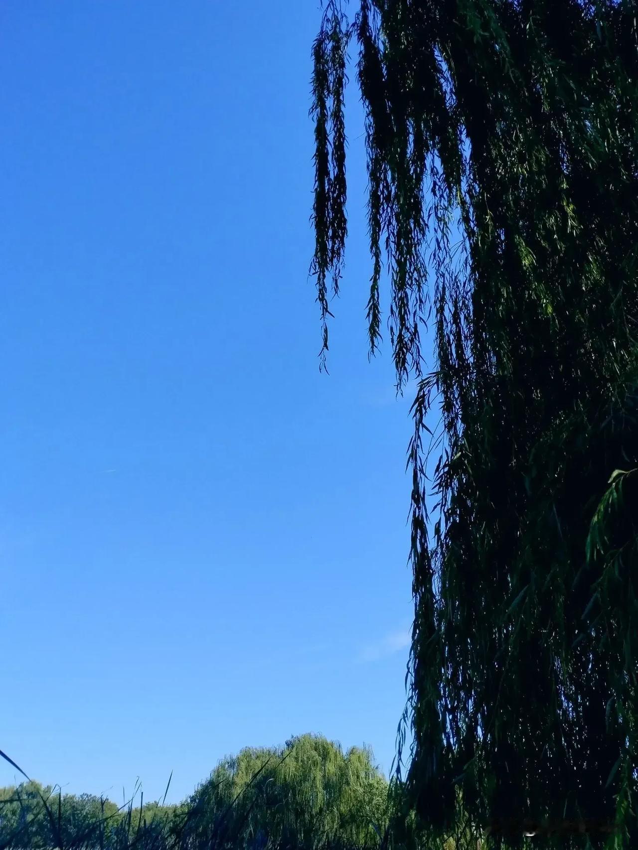#拍一张秋日景色#
碧空万里无云影，
杨柳垂丝拂清波……
#旅游随手拍秋色# 