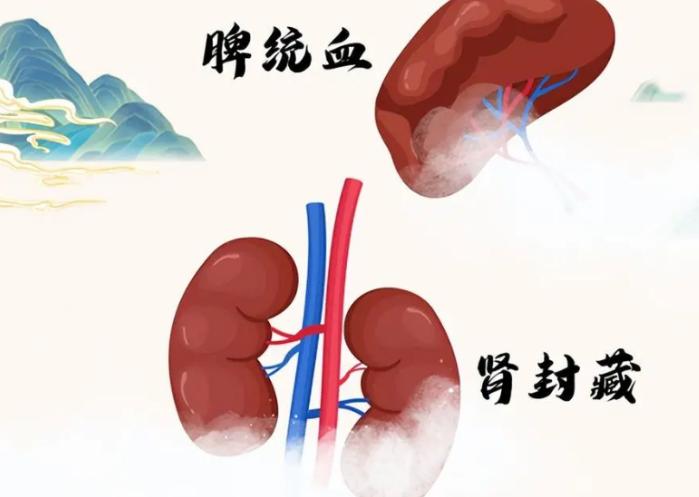 补肾不补脾，纯属白无费功！中医教你脾肾同补，效果事半功倍！

有很多的人，肾虚了